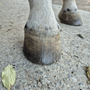 Sabots secs chez le cheval : comment en prendre soin ?