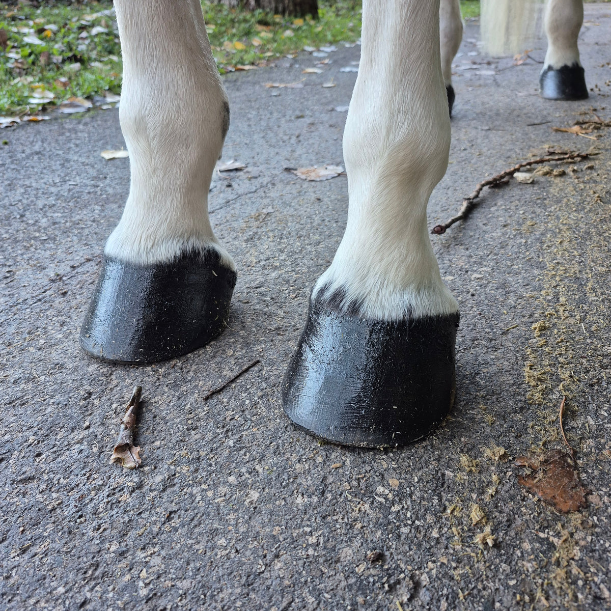 Baume Kissa - Noir intense - 100% naturel