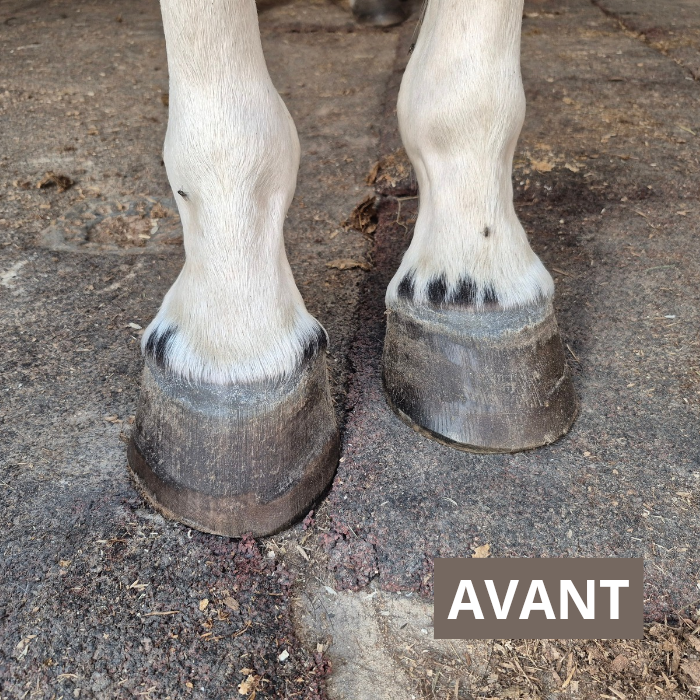 Pack Essentiels (Keo + Kissa)