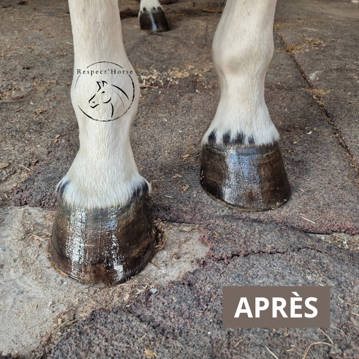 Pack Essentiels (Keo + Kissa)