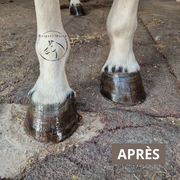 Pack Essentiels (Keo + Kissa)