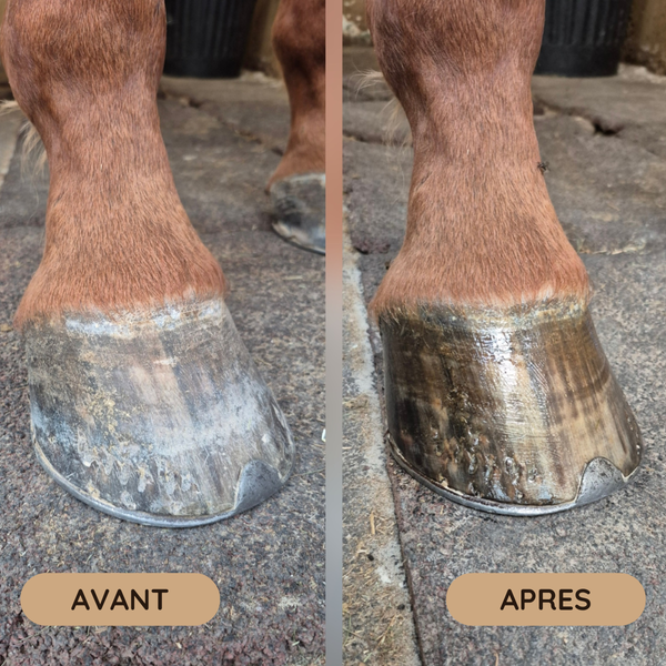 Duo Essentiel (Keo + Kissa)